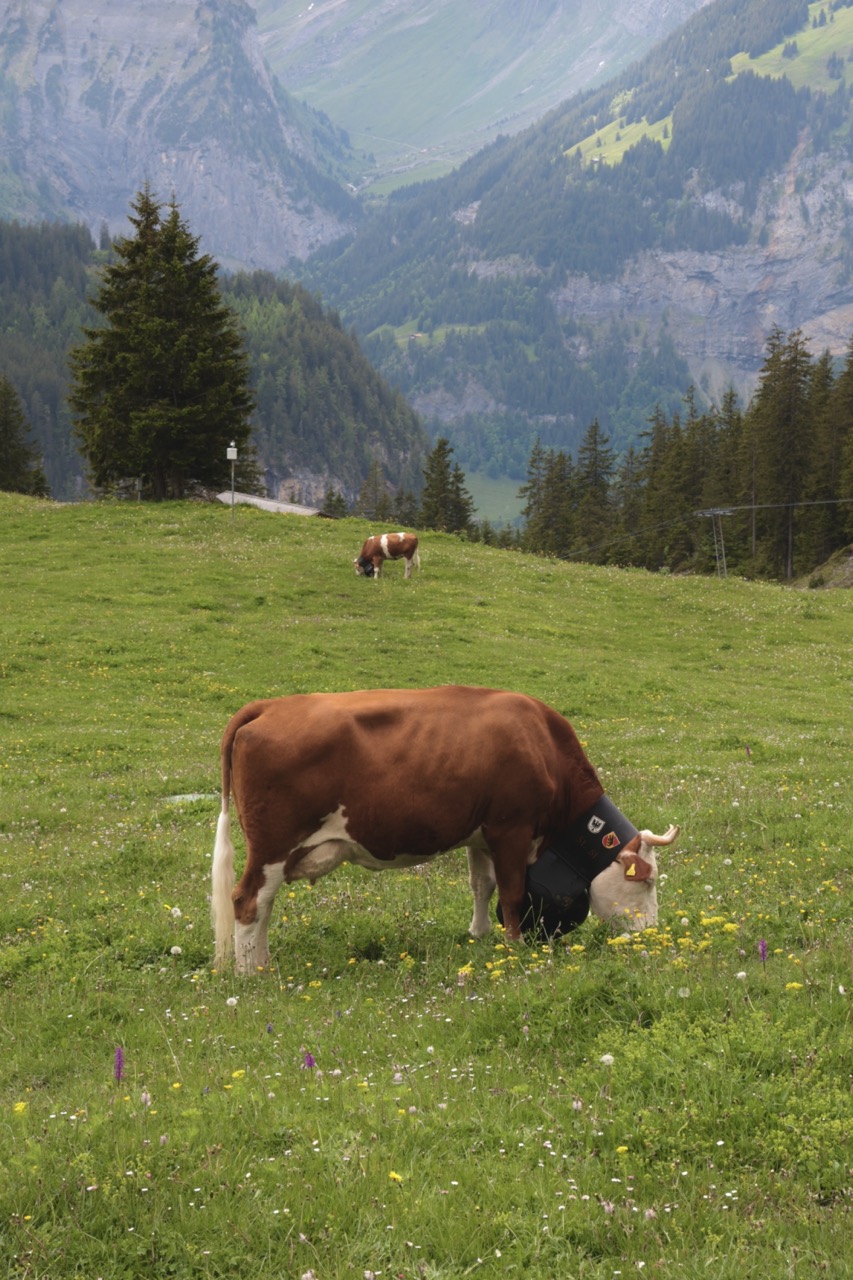 A cow grazing in an alpine meadow